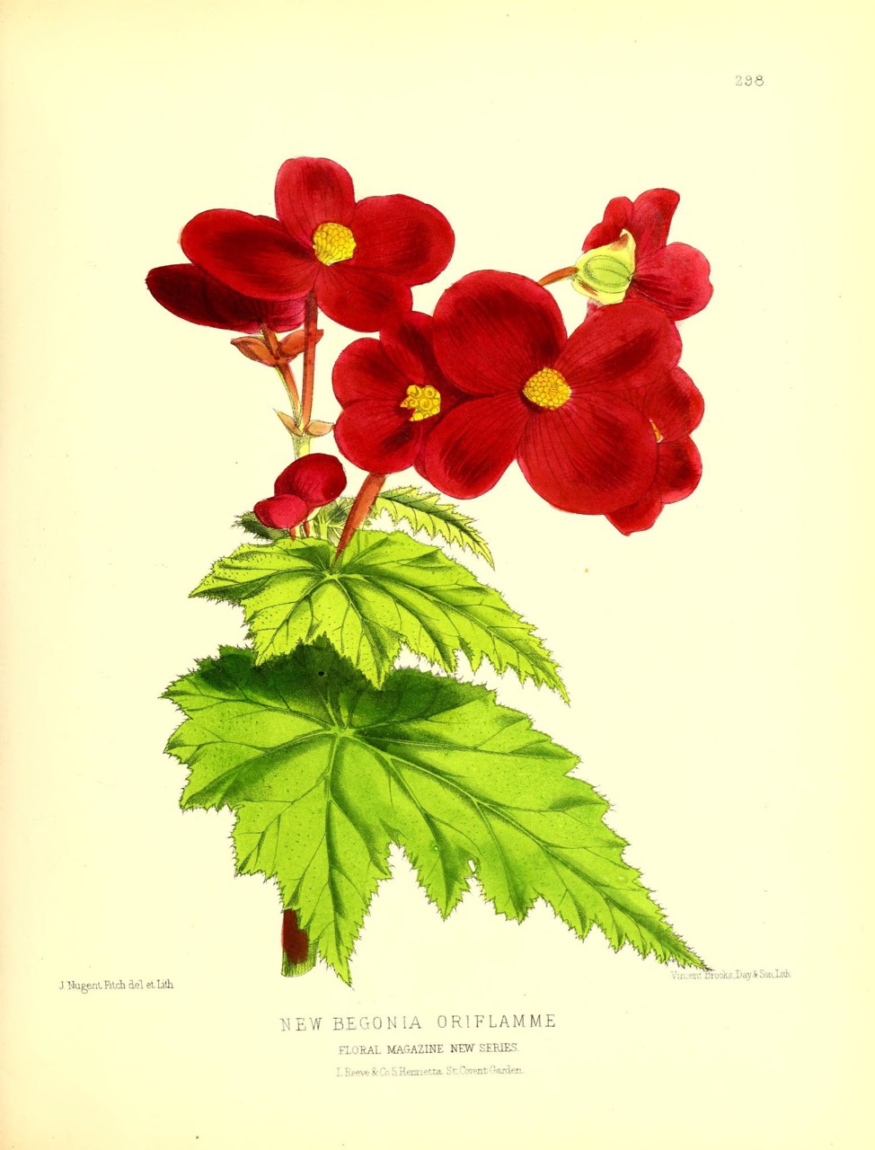 B. ‘Oriflame’